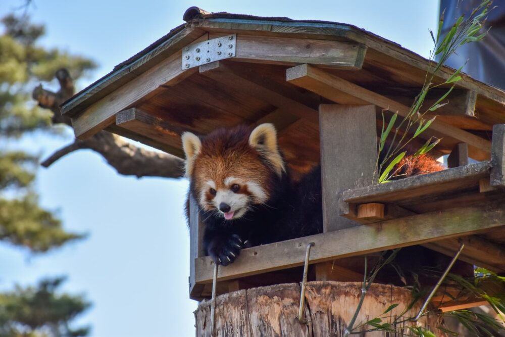 ツリーハウスのデザインアイデア｜自然と一体になる素敵な空間