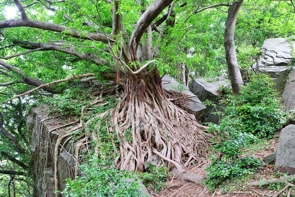 ツリーハウスの作り方と注意点｜土台の種類と取り付け方を徹底解説